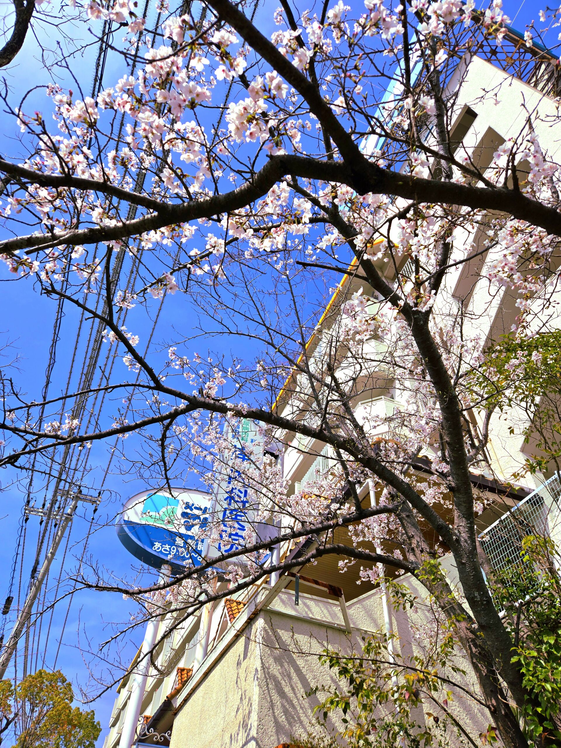 桜　コーポ